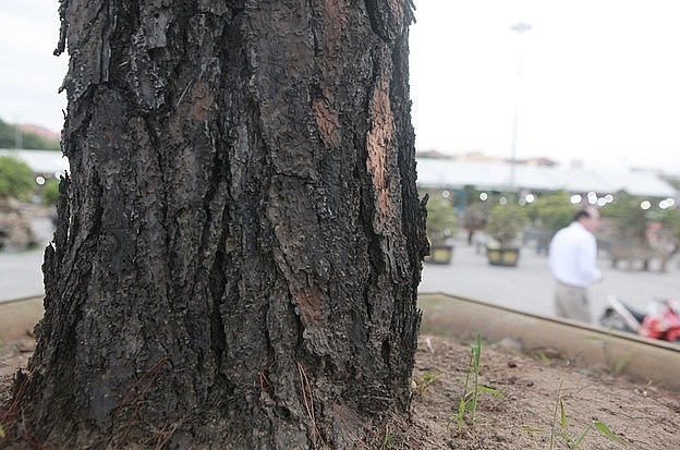 Cây thông độc lạ này có tuổi đời khoảng 200 năm nên bộ gốc rất to và già cỗi.