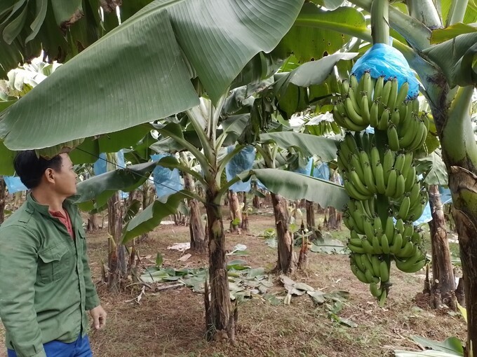 Vùng đất soi bãi ven sông Đuống ở huyện Gia Lâm rất thích hợp để trồng chuối tiêu hồng Vùng đất soi bãi ven sông Đuống ở huyện Gia Lâm rất thích hợp để trồng chuối tiêu hồng