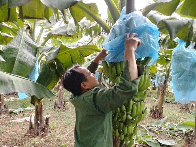 Buồng chuối được bao kín buồng để phòng ngừa sâu bệnh, giúp mẫu mã đẹp Buồng chuối được bao kín buồng để phòng ngừa sâu bệnh, giúp mẫu mã đẹp