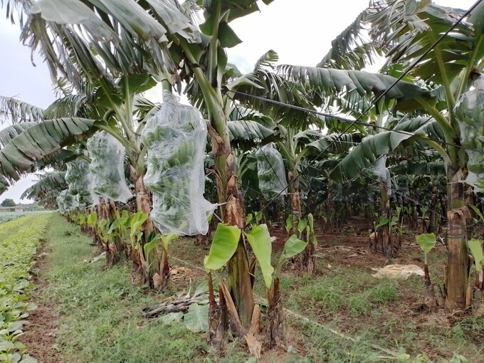 Để cho chuối thu hoạch đúng vào dịp Tết là cả một sự kỳ công, căn thời gian rất khoa học trong quá trình sản xuất Để cho chuối thu hoạch đúng vào dịp Tết là cả một sự kỳ công, căn thời gian rất khoa học trong quá trình sản xuất