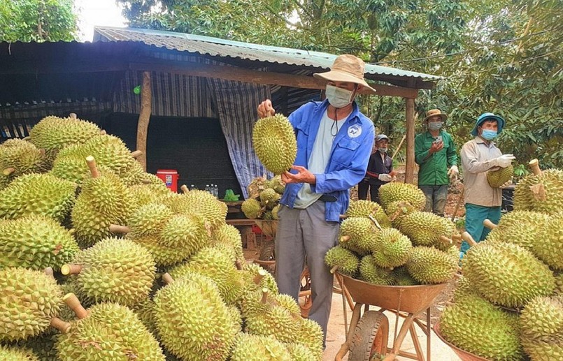 Sản lượng sầu riêng của nước ta tăng kỷ lục 294% trong tháng 10/2022.