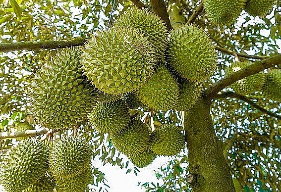 Giá sầu riêng tăng, người trồng thu lợi nhuận cao nhưng việc ồ ạt mở rộng diện tích sầu riêng sẽ tiềm ẩn những hệ lụy.