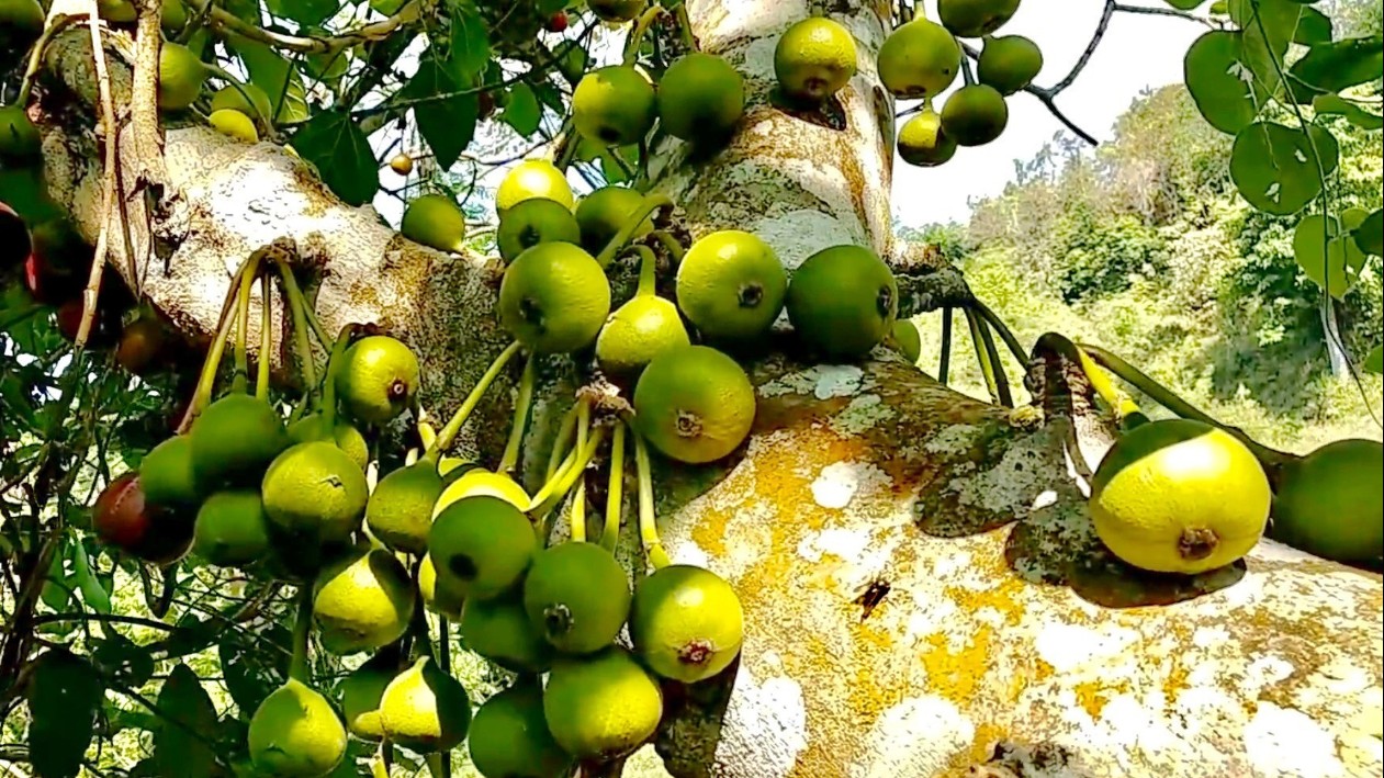 Loại quả đặc sản ở quê giá rẻ như cho, lên thành phố 200.000đồng/kg chị em tranh nhau mua