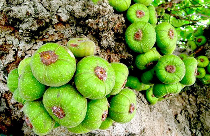 Loại quả đặc sản ở quê giá rẻ như cho, lên thành phố 200.000đồng/kg chị em tranh nhau mua