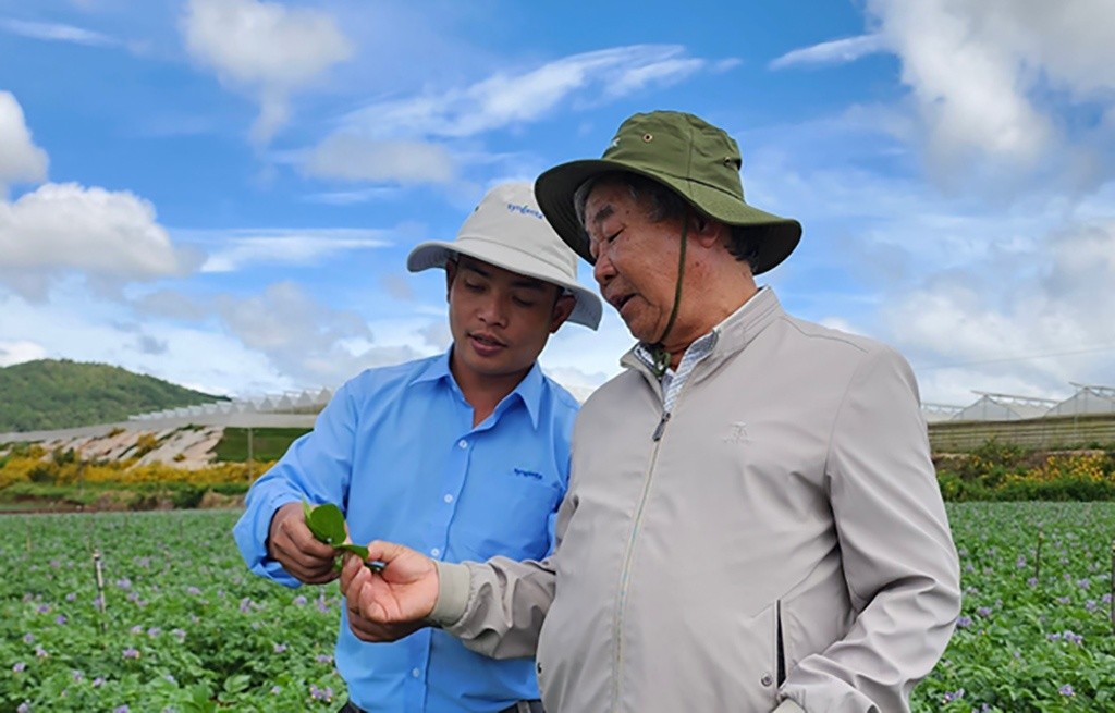 Cán bộ kỹ thuật của Syngenta đồng hành giám sát dịch dịch bệnh, tư vấn kỹ thuật cho nông dân trồng khoai tây