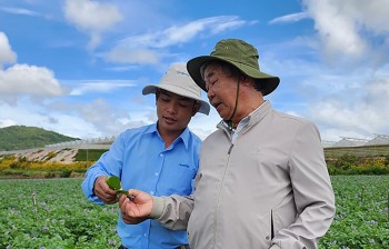 Trồng khoai tây bán cho doanh nghiệp sản xuất bim bim, ông nông dân lãi 500 triệu/năm