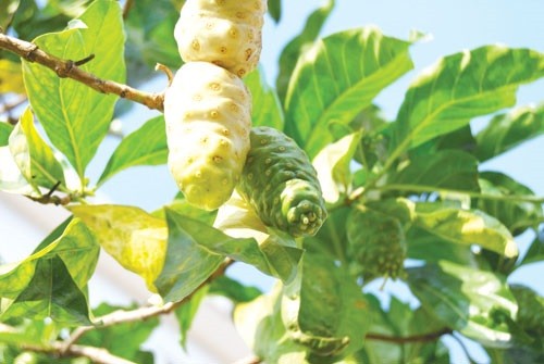 Trái gì xấu lạ nhưng hương vị vô cùng đặc trưng khiến ai ăn một lần cũng nghiện luôn