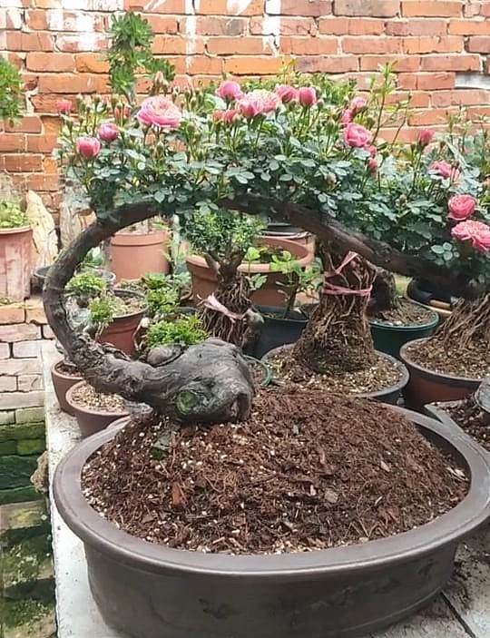 Bonsai hoa hồng dáng cổ không chỉ đẹp bởi hình dáng, hương sắc của bông mà còn đẹp từ gốc, rễ, dáng thế…