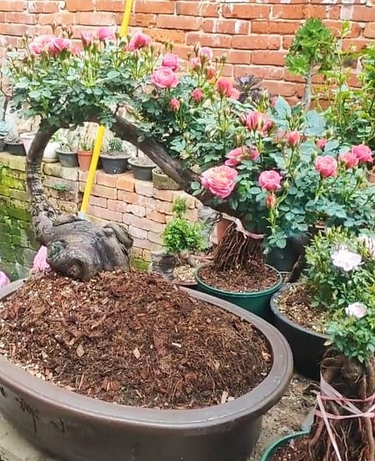 Nghệ thuật bonsai hoa hồng đã thổi hồn vào những gốc hồng khẳng khiu, thô cứng trở thành một chậu bonsai hoàn mỹ.