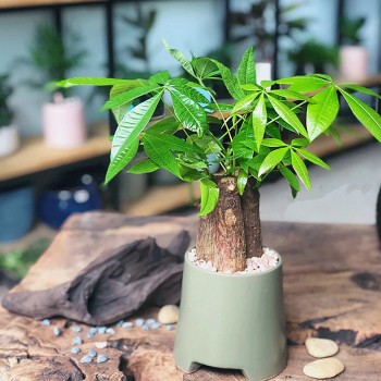 Trồng 5 loại cây cảnh này vào dịp Tết, gia chủ không những được tốt lành, hạnh phúc mà còn hút tài lộc