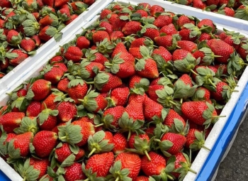 Dâu tây Trung Quốc 7 ngọt, 3 chua 