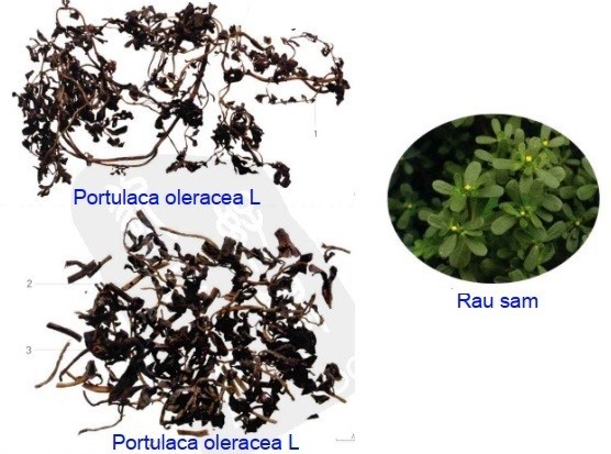 Rau sam nhiều nơi bỏ đi nhưng lại là dược liệu quý chữa viêm đại tràng, viêm da và lao phổi