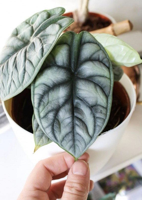Rồng bạc (tên tiếng Anh là Alocasia silver dragon) là một loài thực vật nhiệt đới có tán lá rất nhỏ.