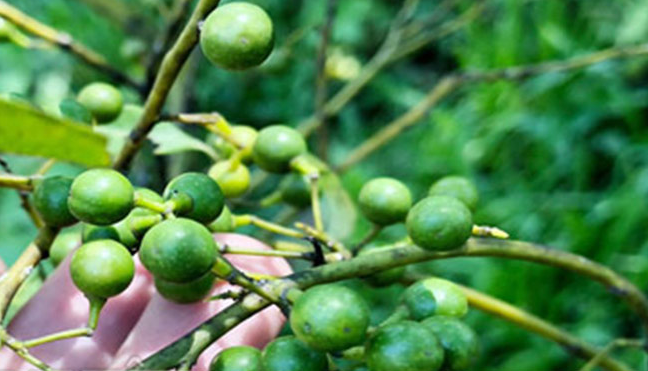 Loại quả xưa mọc dại, giờ thành đặc sản được "săn lùng" với giá 300.000/kg