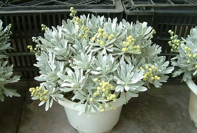 Cây cảnh cúc mốc được biết đến với nhiều tên gọi mỹ miều như nguyệt bạch, cúc bạch, bạch phù dung