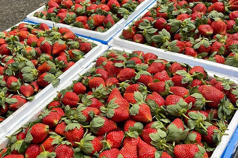 Loại dâu tây Trung Quốc này 7 phần ngọt, 3 phần chua