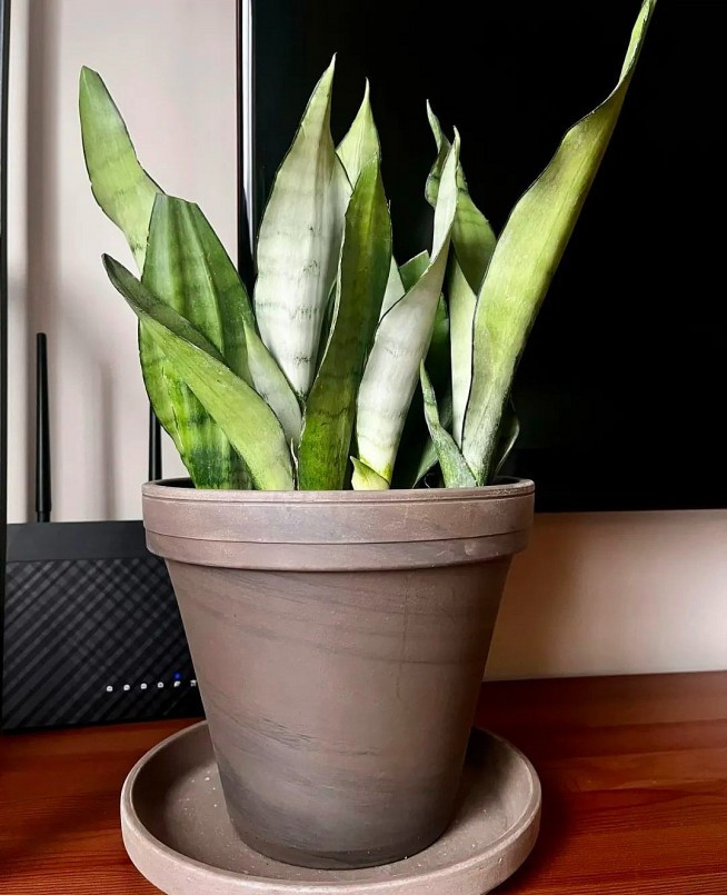 Muốn bộ lá của cây cảnh lưỡi hổ bạch kim đẹp hơn thì bạn nên chú ý cung cấp ánh sáng thích hợp hàng ngày.