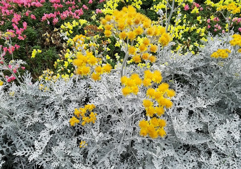 Cây cảnh này cũng rất thích hợp trồng trong chậu làm cảnh.