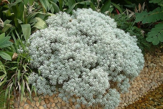 Trên mặt lá có phủ lông tơ mịn màu trắng trông xa như những vết mốc.