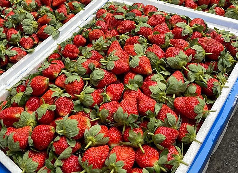 Dâu tây Trung Quốc đổ bộ các chợ đầu mối với mức giá siêu rẻ.