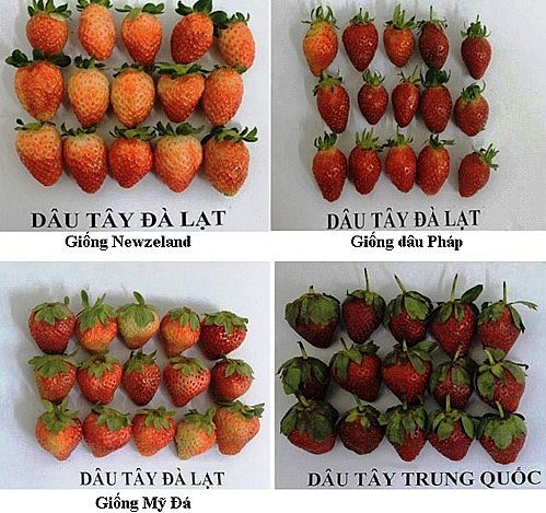 Hình dạng dâu Đà Lạt và Trung Quốc. Ảnh: Chi Cục Bảo vệ Thực vật Lâm Đồng.