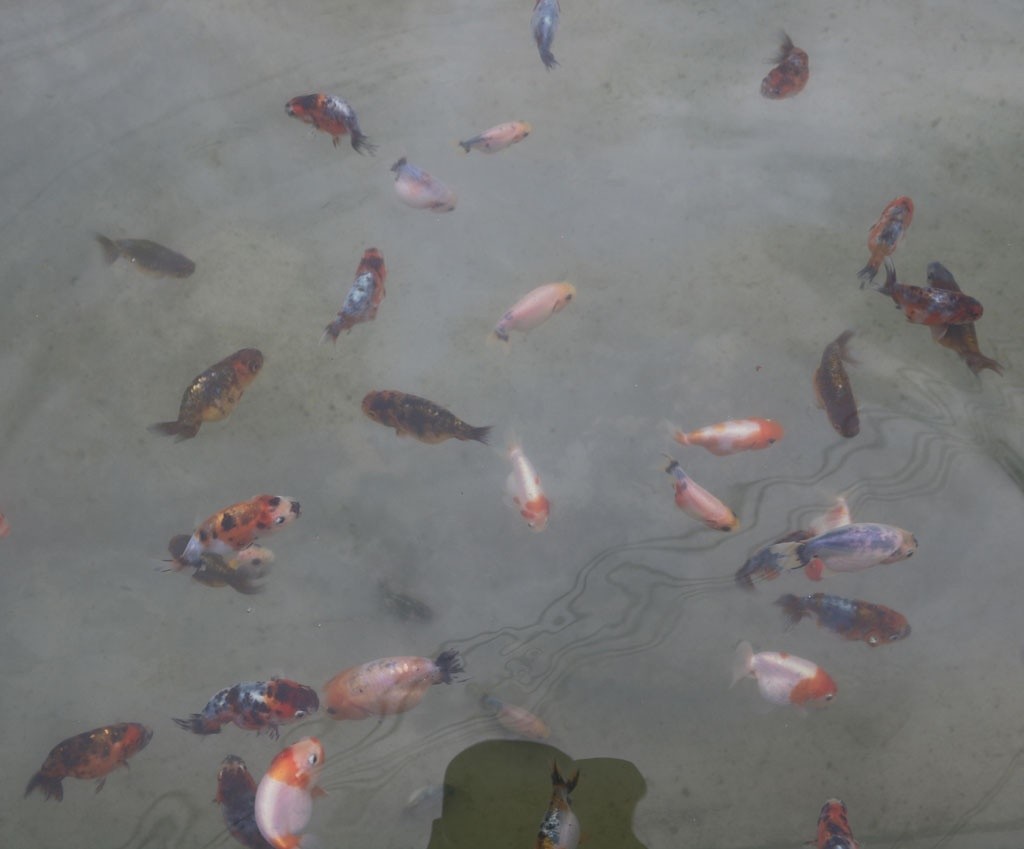 Những con cá vàng đạt tiêu chuẩn mới được đem bán cho khách hàng Những con cá vàng đạt tiêu chuẩn mới được đem bán cho khách hàng