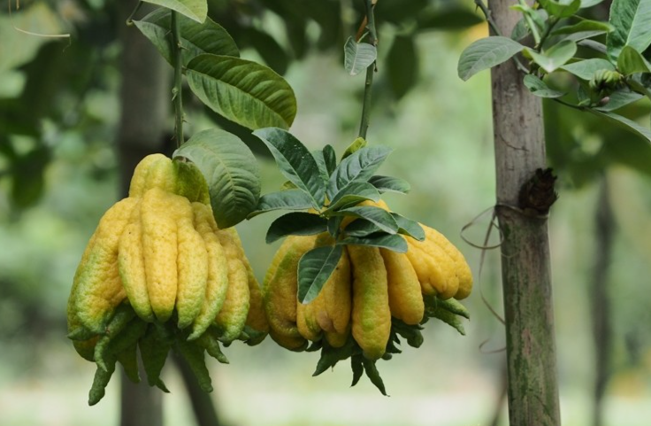 Phật thủ đẹp, độc, lạ luôn được khách hàng săn đón