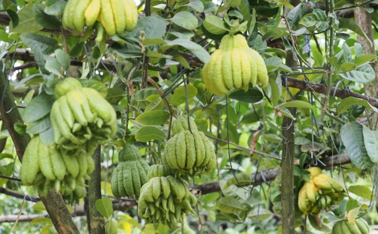 Trung bình một cây phật thủ cho khoảng 50-70 quả