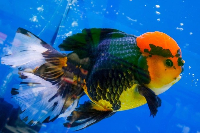 Dòng Ranchu và Oranda là hai dòng cá vàng mà Đạt đang phát triển Dòng Ranchu và Oranda là hai dòng cá vàng mà Đạt đang phát triển