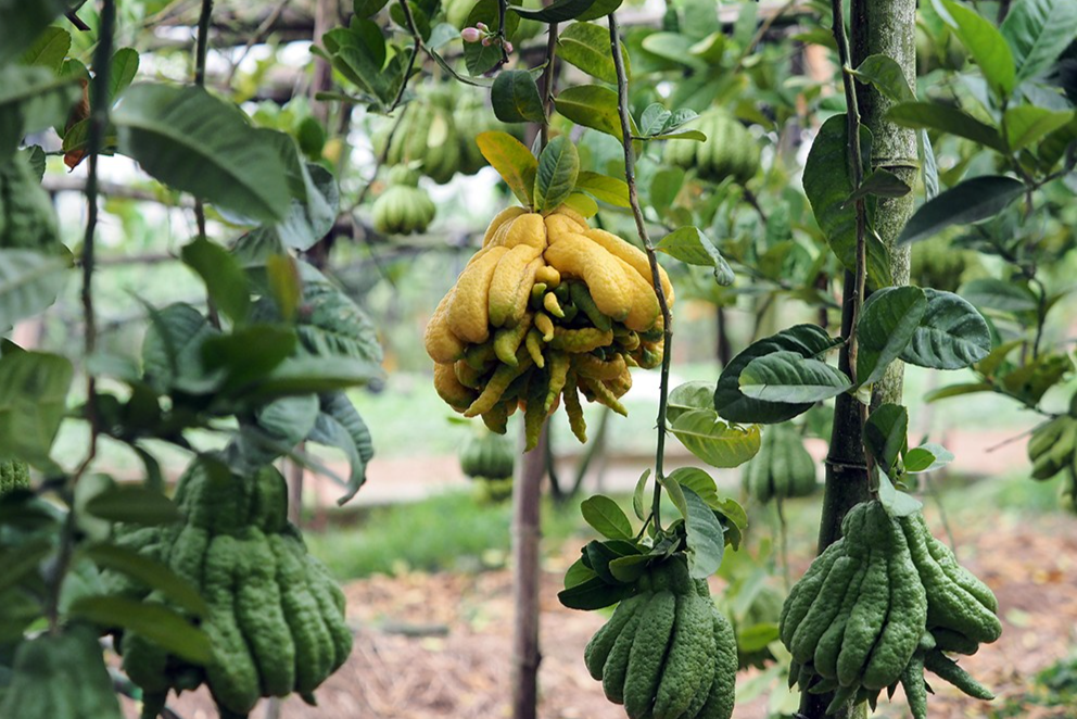  quả phật thủ có thể giữ nguyên vẹn màu sắc suốt 4-5 tháng từ khi ngắt khỏi cây.