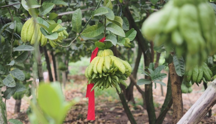 Quả phật thủ được đánh dấu đặt mua