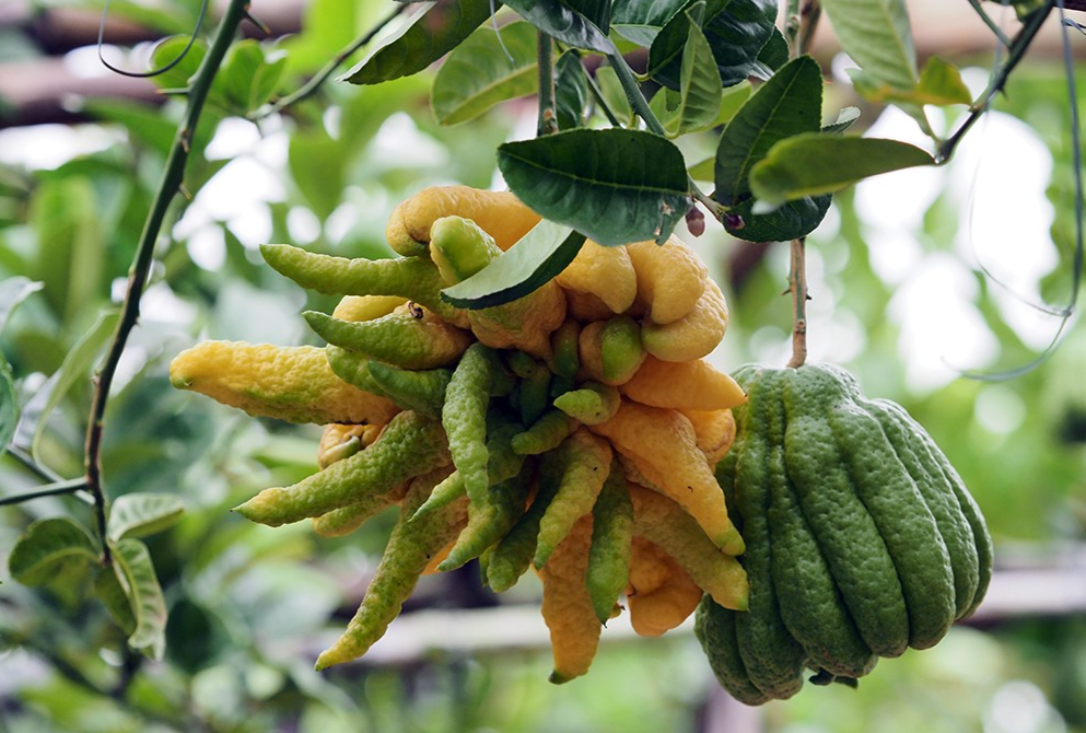 Phật thủ giữ được hương thơm rất lâu, khi chín có màu vàng ươm thể hiện sự sung túc, no đủ. Kiểu dáng lạ, bắt mắt được nhiều gia đình lựa chọn bày trên mâm ngũ quả vào dịp Tết cổ truyền