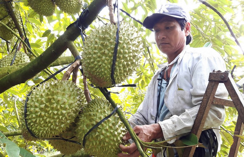 Hiện toàn tỉnh Đồng Nai có 13 hồ sơ đăng ký mã số vùng trồng sầu riêng với tổng diện tích gần 788ha. (Ảnh minh họa)