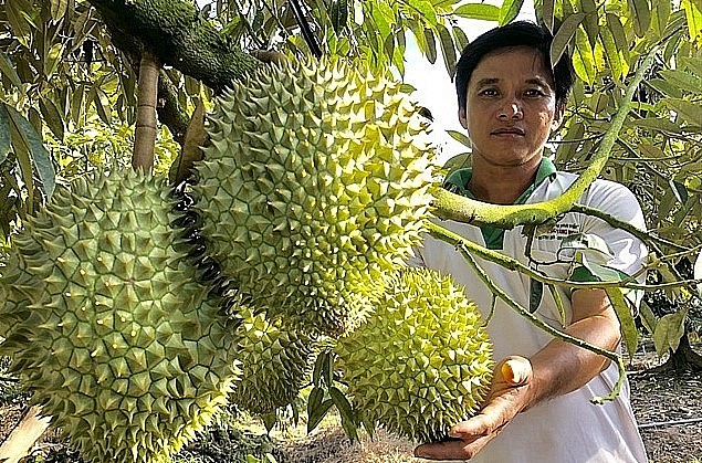 Liên kết doanh nghiệp và nông dân để xây dựng mã số vùng trồng sầu riêng là hướng đi hiệu quả của Đồng Nai (Ảnh minh họa)
