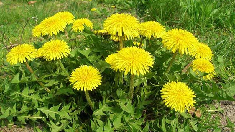 bồ công anh Trung Quốc