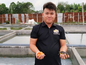 Bí quyết kiếm trăm triệu đồng/tháng ngon ơ từ nuôi cá vàng