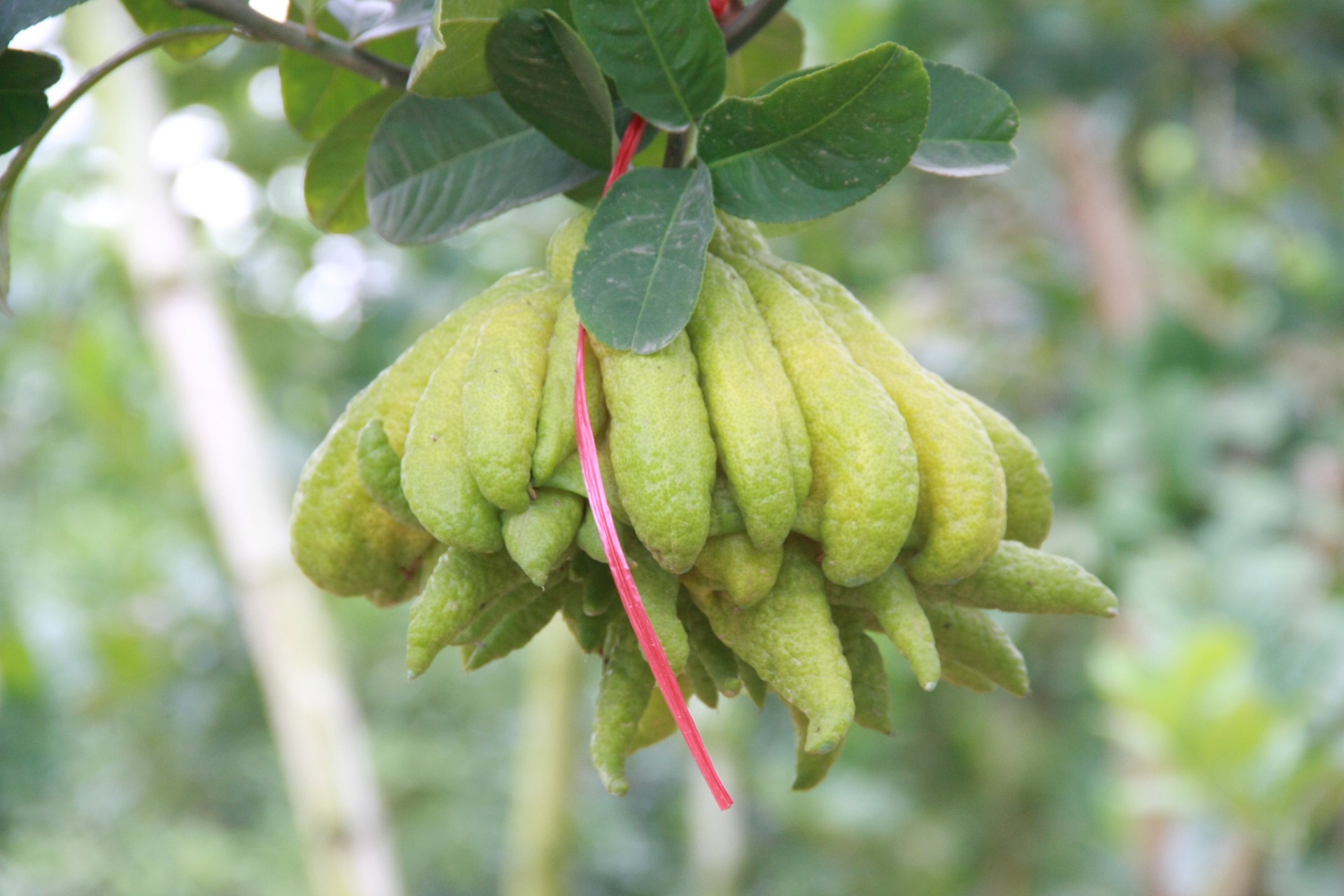 Chiêm ngưỡng những quả phật thủ chưa đến Tết đã được đánh dấu đỏ đặt mua