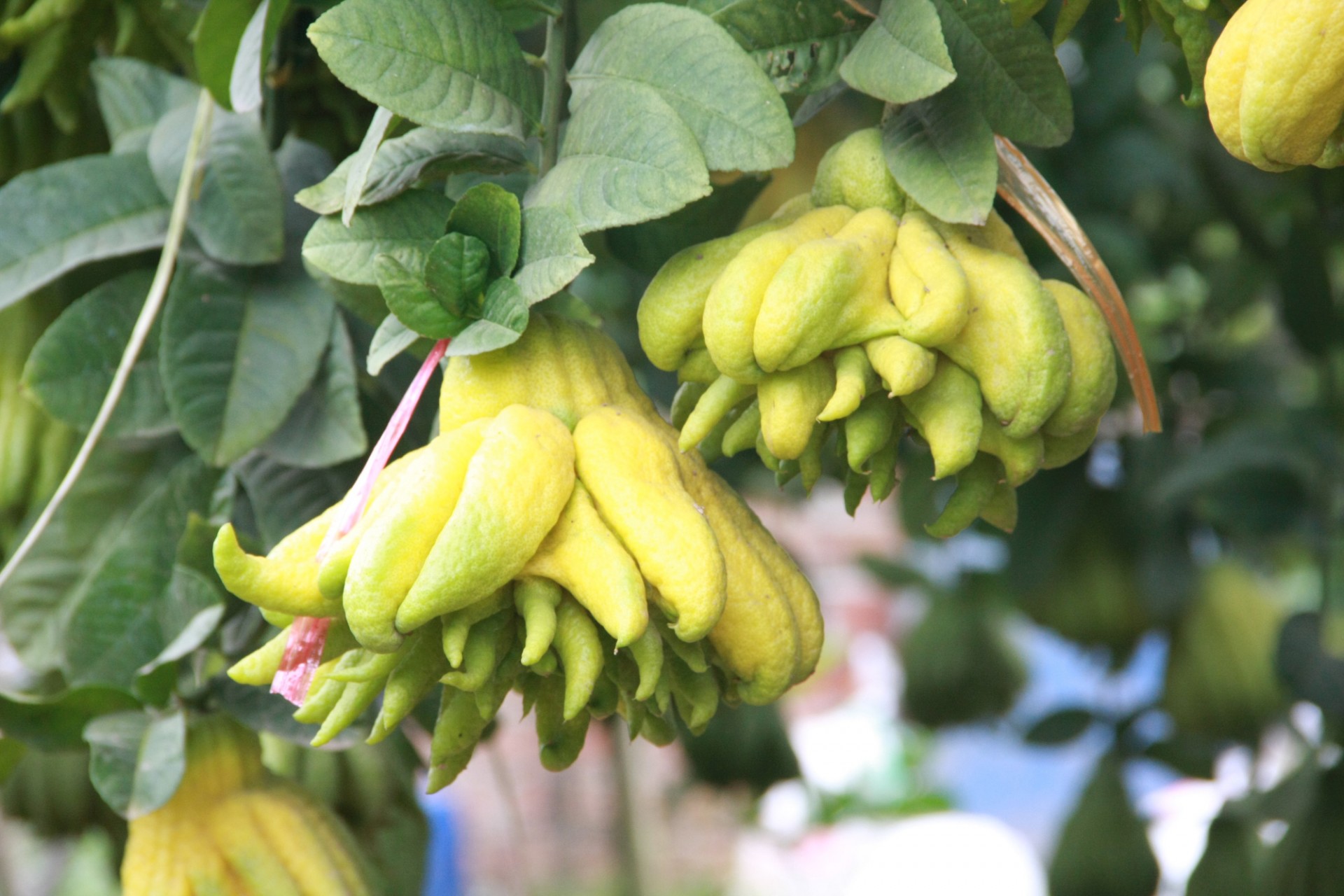 Chiêm ngưỡng những quả phật thủ chưa đến Tết đã được đánh dấu đỏ đặt mua