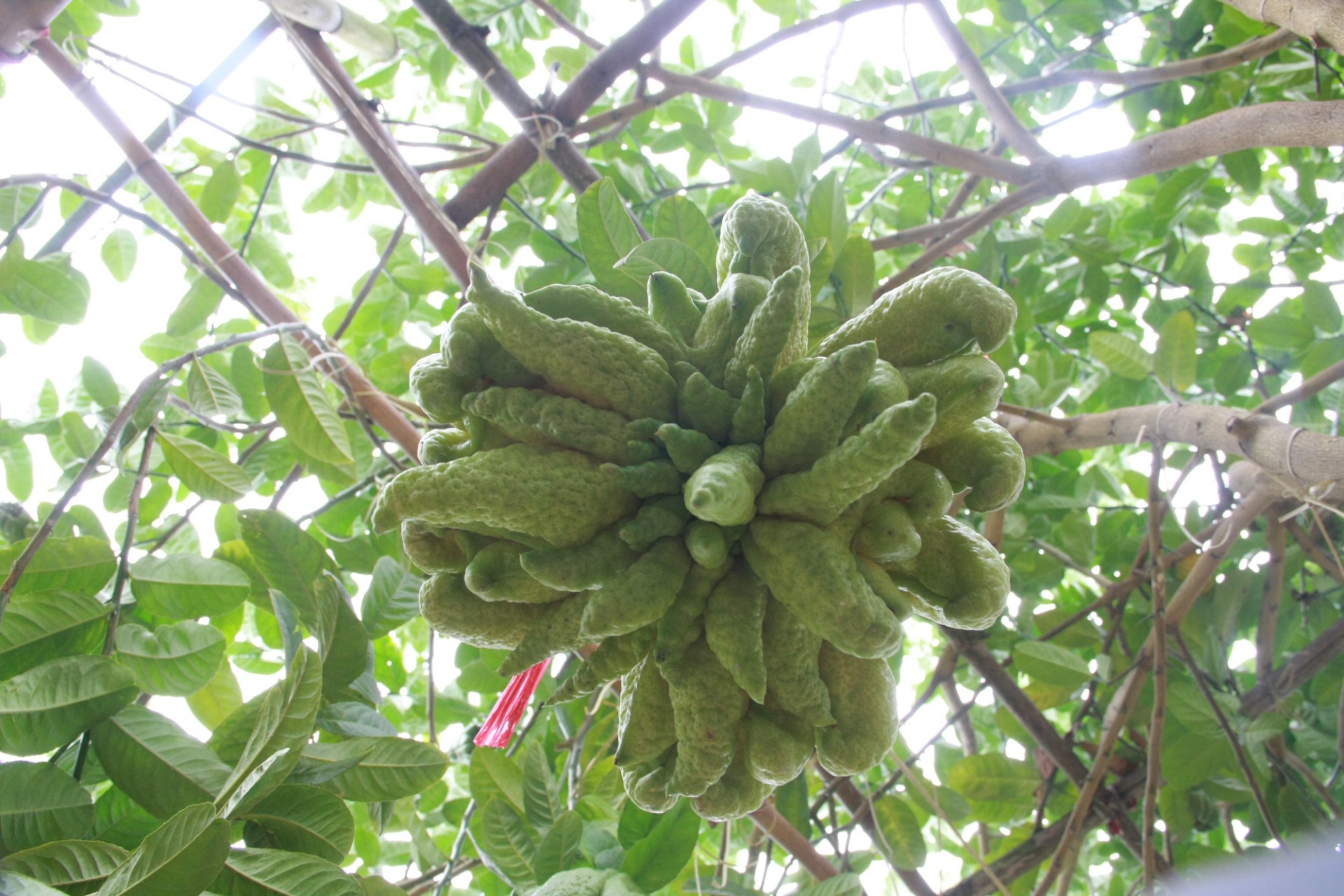 Chiêm ngưỡng những quả phật thủ chưa đến Tết đã được đánh dấu đỏ đặt mua