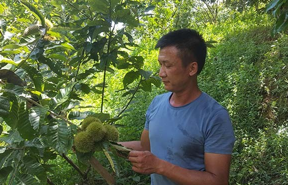 Những quả dẻ có vỏ bên ngoài gai chi chít, xù xì nhưng khi lớp vỏ hé ra để lộ những hạt dẻ đen bóng mẩy