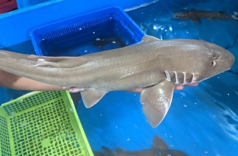 Cá nghèo là đặc sản hiếm có của vùng đất Quảng Bình