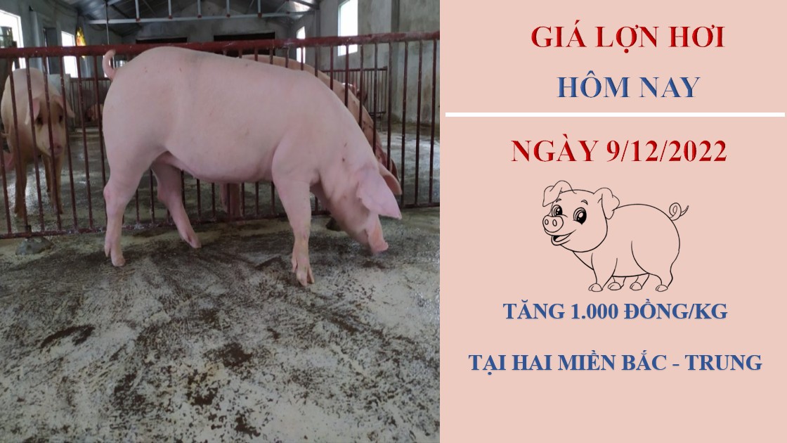 Giá heo hơi hôm nay 9/12/2022:  Đảo chiều tăng nhẹ tại hai miền Bắc - Trung