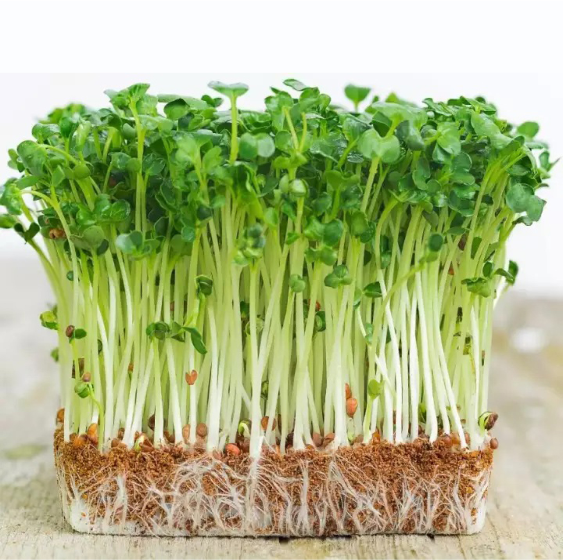 Thứ rau này “nhỏ mà có võ” người Nhật rất mê, người Việt ít biết, ngừa tới 8 bệnh ung thư Thứ rau này “nhỏ mà có võ” người Nhật rất mê, người Việt ít biết, ngừa tới 8 bệnh ung thư