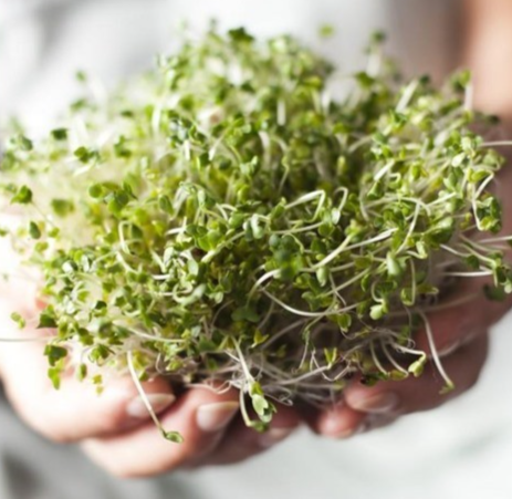 Thứ rau này “nhỏ mà có võ” người Nhật rất mê, người Việt ít biết, ngừa tới 8 bệnh ung thư Thứ rau này “nhỏ mà có võ” người Nhật rất mê, người Việt ít biết, ngừa tới 8 bệnh ung thư