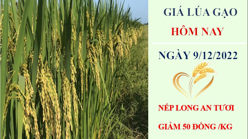 Giá lúa gạo hôm nay 9/12/2022: Thị trường lúa gạo biến động theo từng mặt hàng