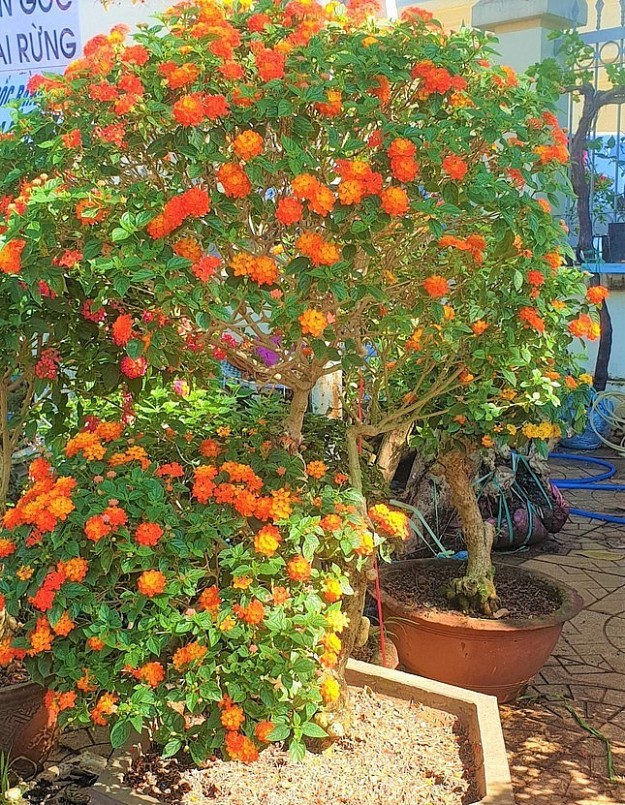 Hoa ngũ sắc mang vẻ đẹp thiên nhiên và là biểu tượng của sức sống mãnh liệt.