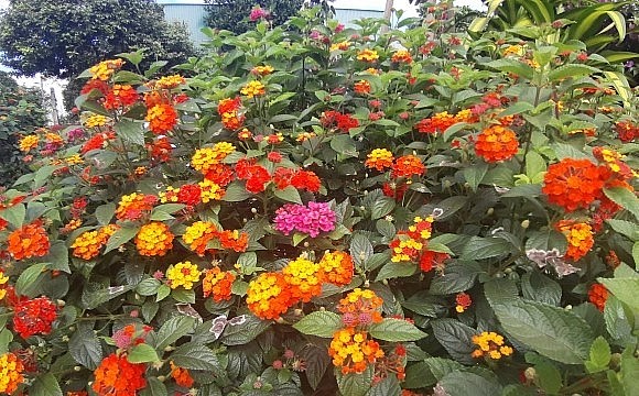 Chậu hoa kiểng bonsai ngũ sắc với từng chùm hình tròn có nhiều màu sắc như trắng, vàng, vàng cam, tím, đỏ...