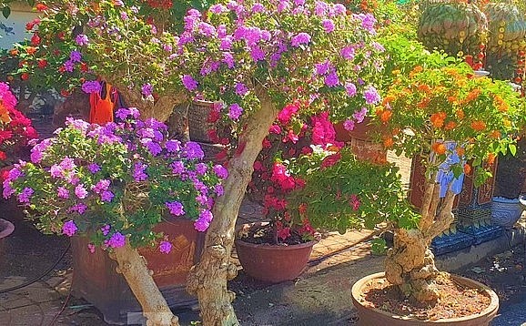 Mỗi gốc bonsai có dáng hình khác nhau (nghiên, trực, huyền…), sum suê hoa nở với đủ sắc màu. 