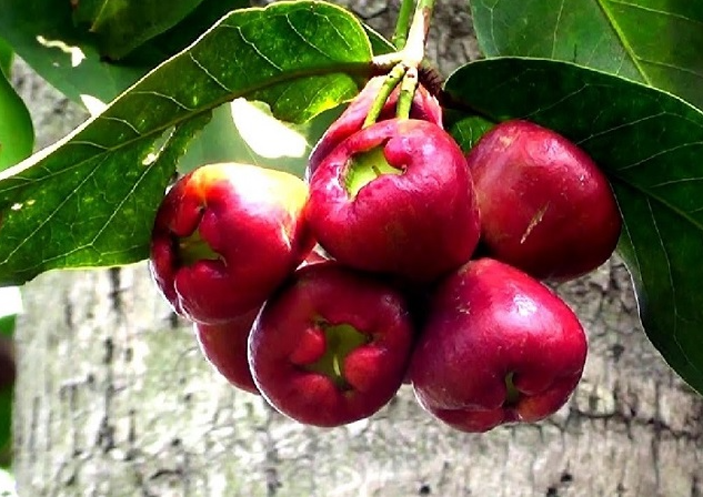 Quả gì lạ lạ đỏ như son ăn kèm muối ớt thì ngon tuyệt vời, nhưng hoa của nó mới khiến mọi người trầm trồ Quả gì lạ lạ đỏ như son ăn kèm muối ớt thì ngon tuyệt vời, nhưng hoa của nó mới khiến mọi người trầm trồ