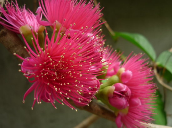 Quả gì lạ lạ đỏ như son ăn kèm muối ớt thì ngon tuyệt vời, nhưng hoa của nó mới khiến mọi người trầm trồ Quả gì lạ lạ đỏ như son ăn kèm muối ớt thì ngon tuyệt vời, nhưng hoa của nó mới khiến mọi người trầm trồ